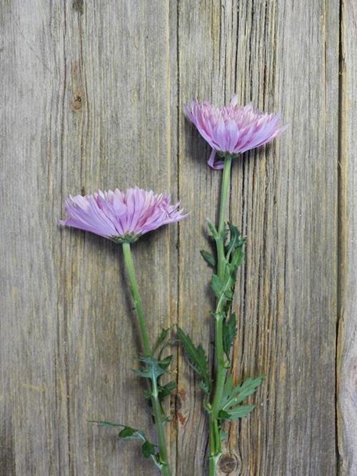 CARINA LAVENDER CREMONES